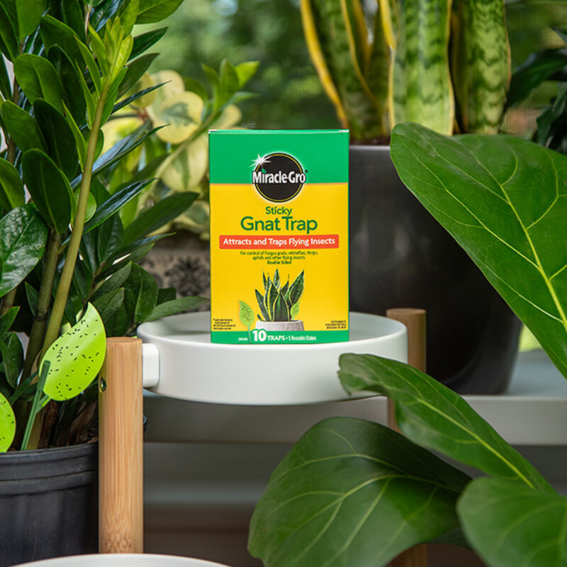 Miracle-Gro® Sticky Gnat Trap image number null