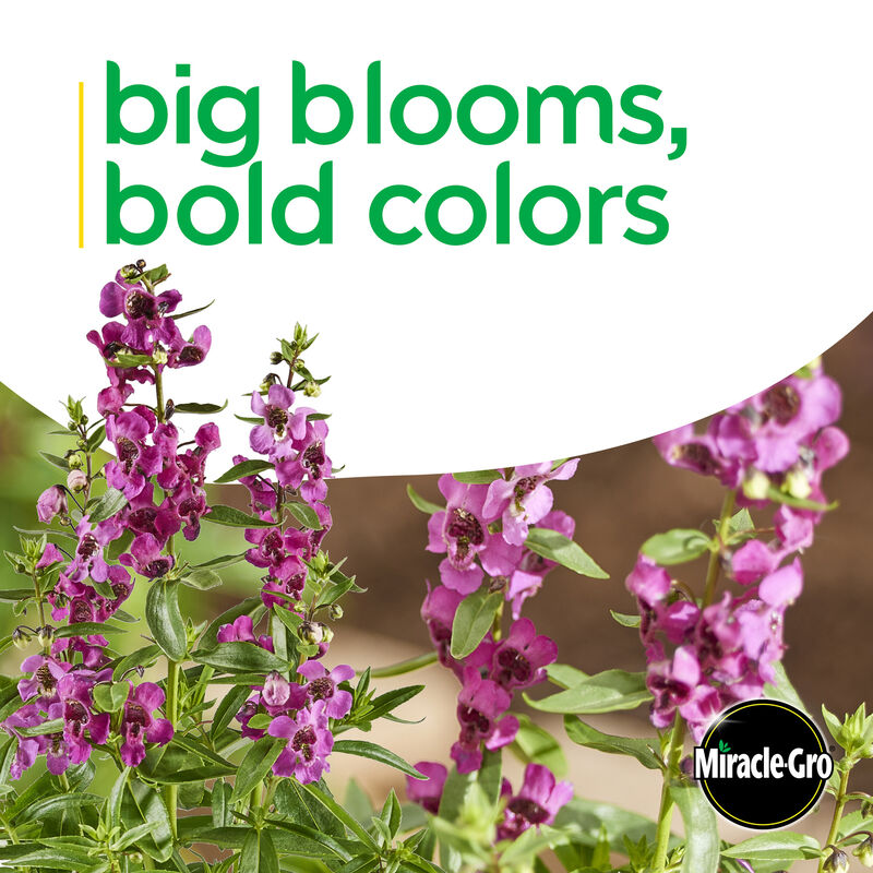 Miracle-Gro® Brilliant Blooms™ Raspberry Angelonia image number null