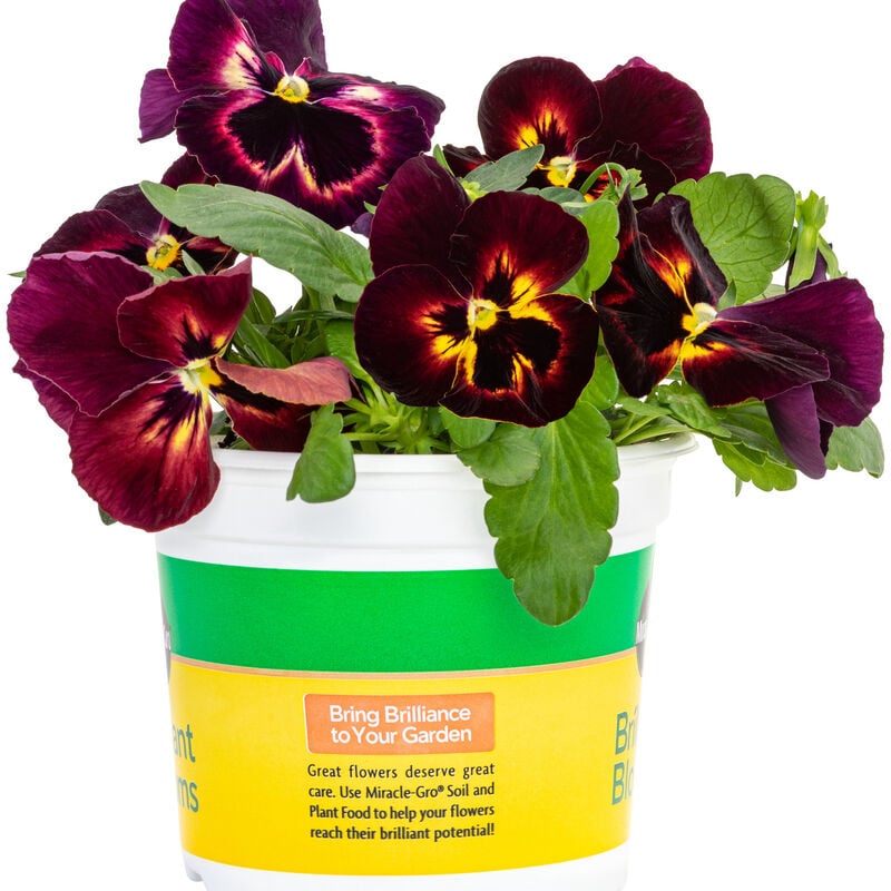 Miracle-Gro® Brilliant Blooms™ Sangria Pansy image number null