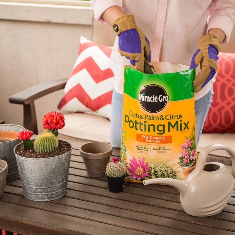 Miracle-Gro® Cactus, Palm & Citrus Potting Mix image number null