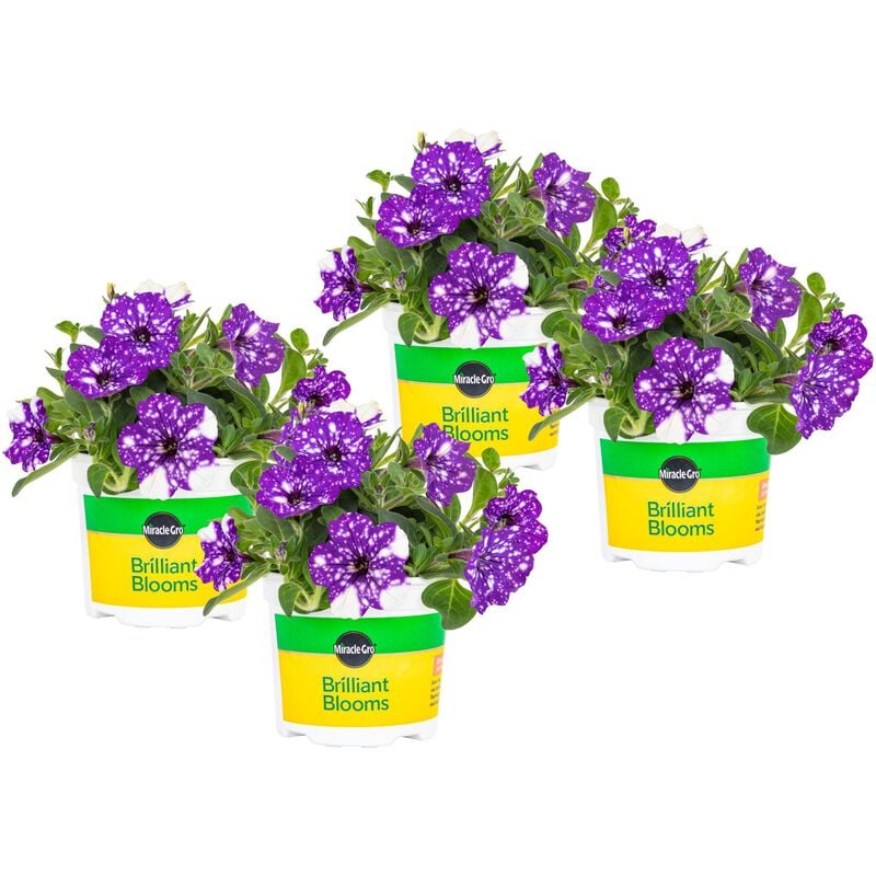 Miracle-Gro® Brilliant Blooms™ Petunia Night Sky image number null