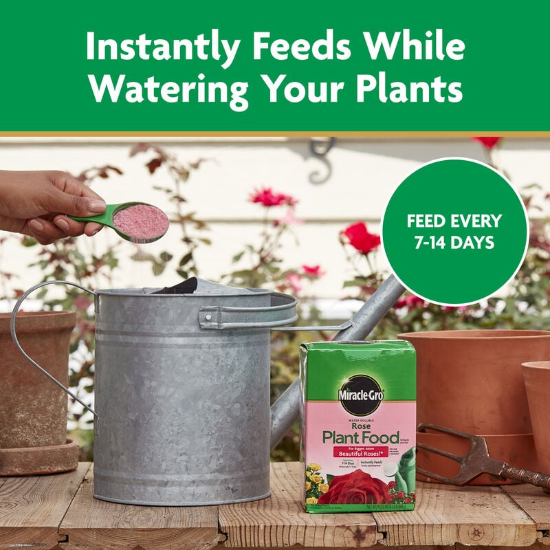 Miracle-Gro® Water Soluble Rose Plant Food image number null