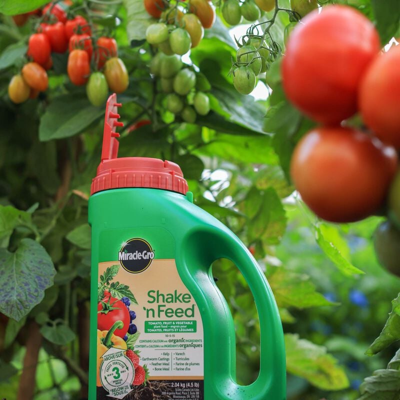 Miracle-Gro® Shake N Feed Tomato, Fruits & Vegetables Plant Food image number null