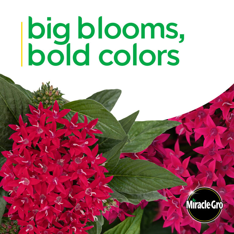 Miracle-Gro® Brilliant Blooms™ Pink Pentas image number null