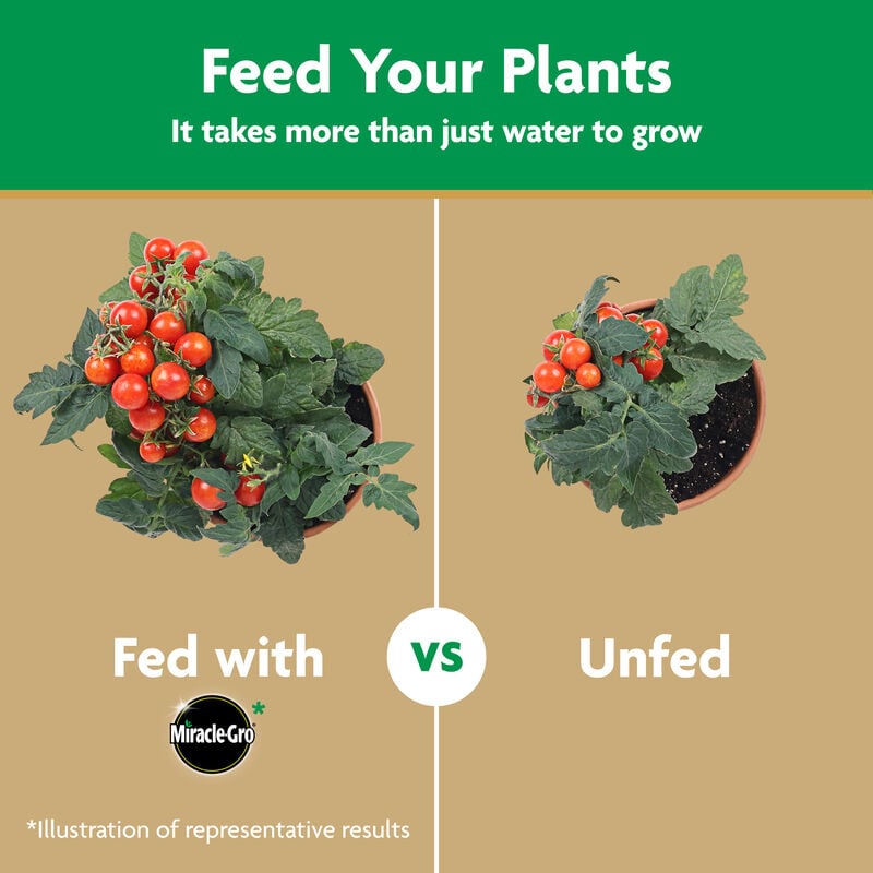 Miracle-Gro® Water Soluble Tomato Plant Food image number null