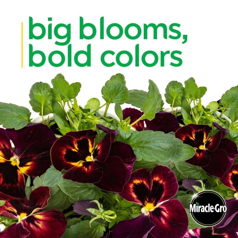 Miracle-Gro® Brilliant Blooms™ Sangria Pansy image number null