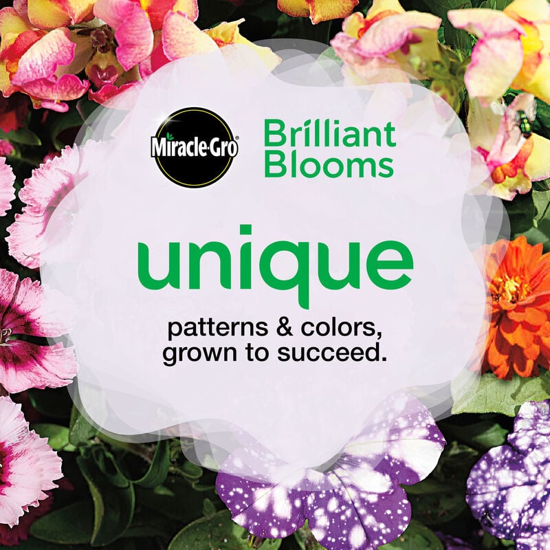 Miracle-Gro® Brilliant Blooms™ Pink Hearts Petunia image number null