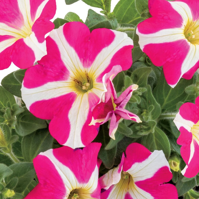 Miracle-Gro® Brilliant Blooms™ Pink Hearts Petunia image number null