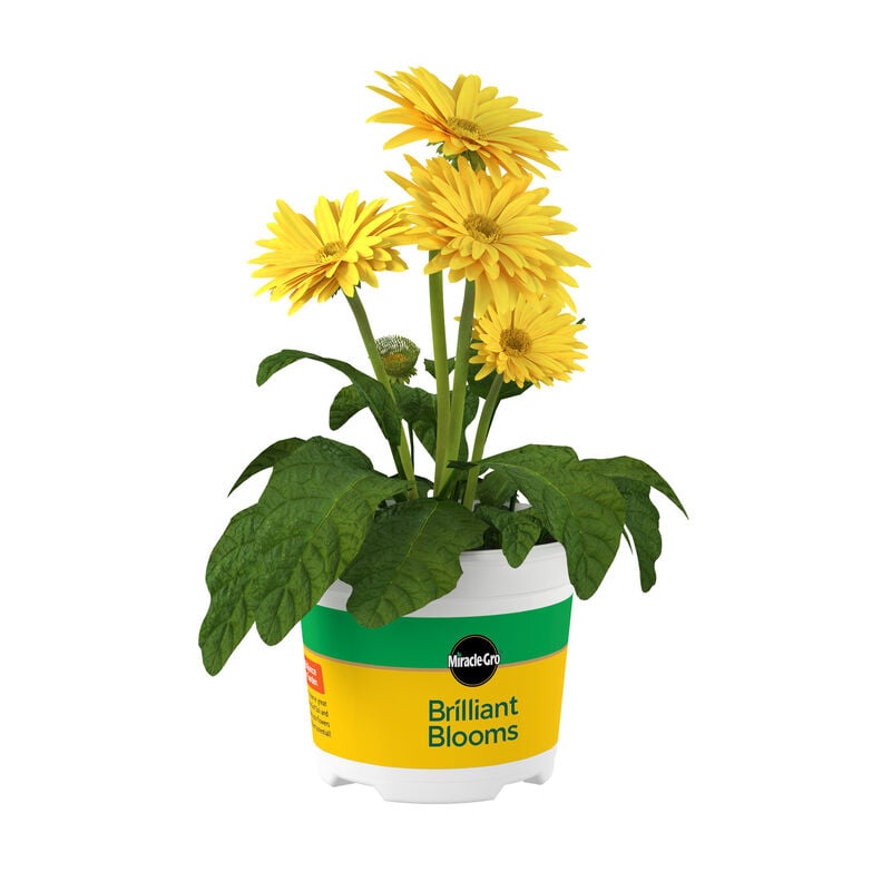 Miracle-Gro® Brilliant Blooms™ Gerbera Daisy Yellow Dark Center image number null