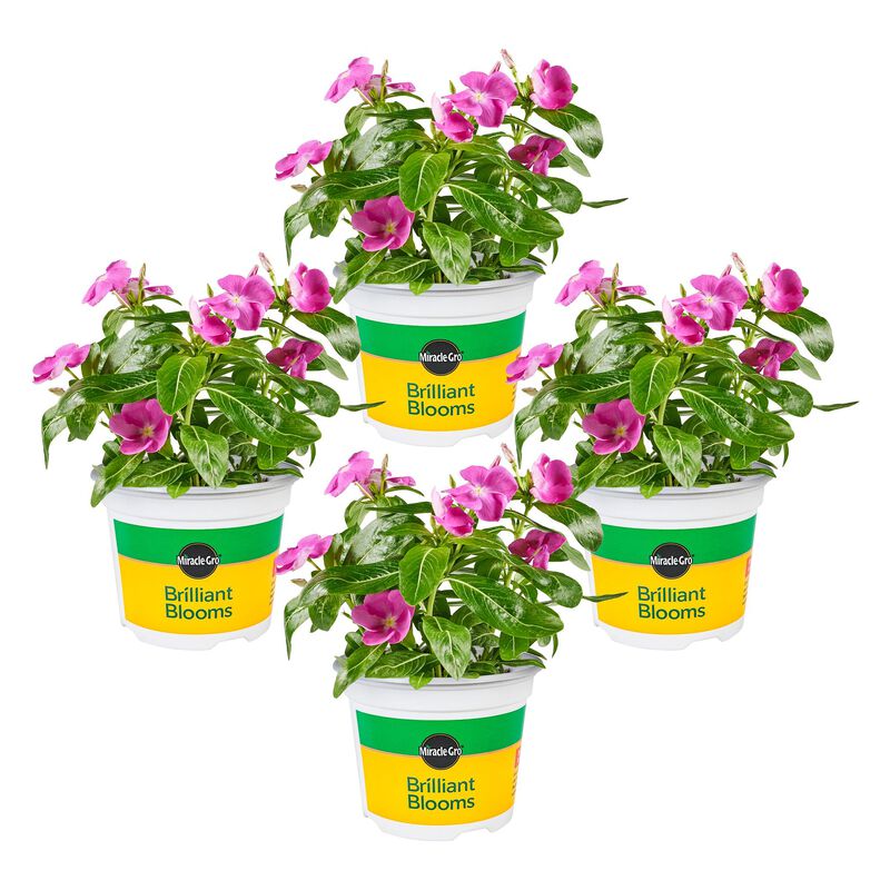 Miracle-Gro® Brilliant Blooms™ Orchid Vinca image number null