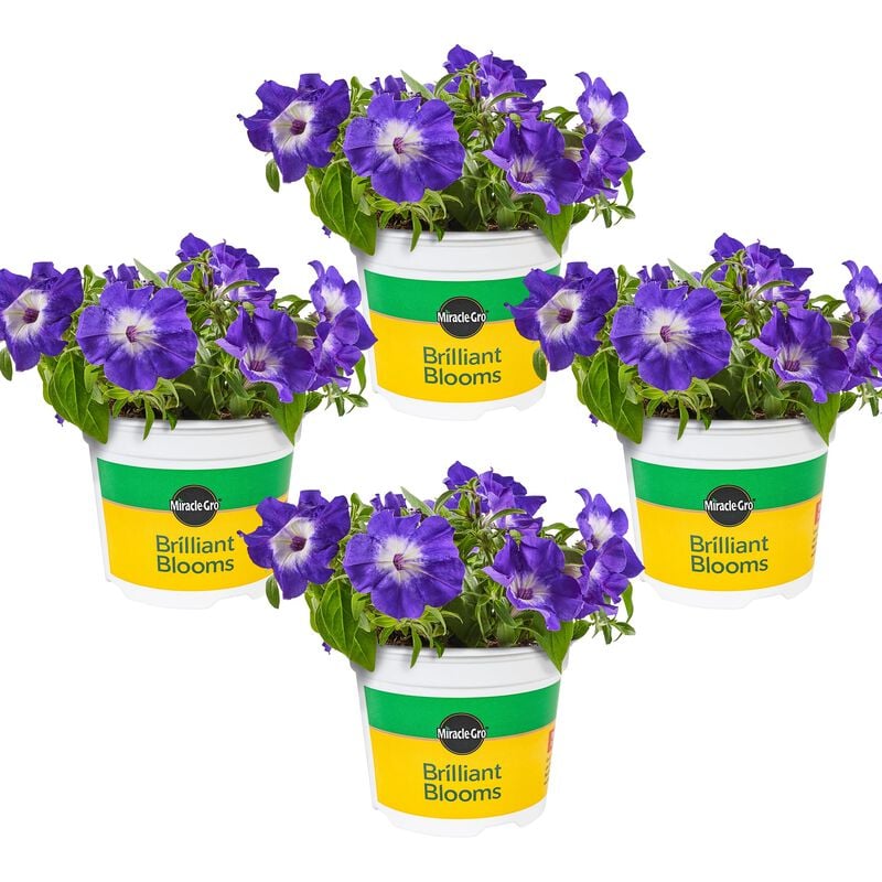 Miracle-Gro® Brilliant Blooms™ Midnight Galaxy Petunia image number null
