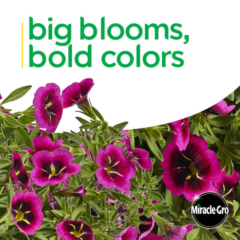 Miracle-Gro® Brilliant Blooms™ Pink & Yellow Star Calibrachoa image number null