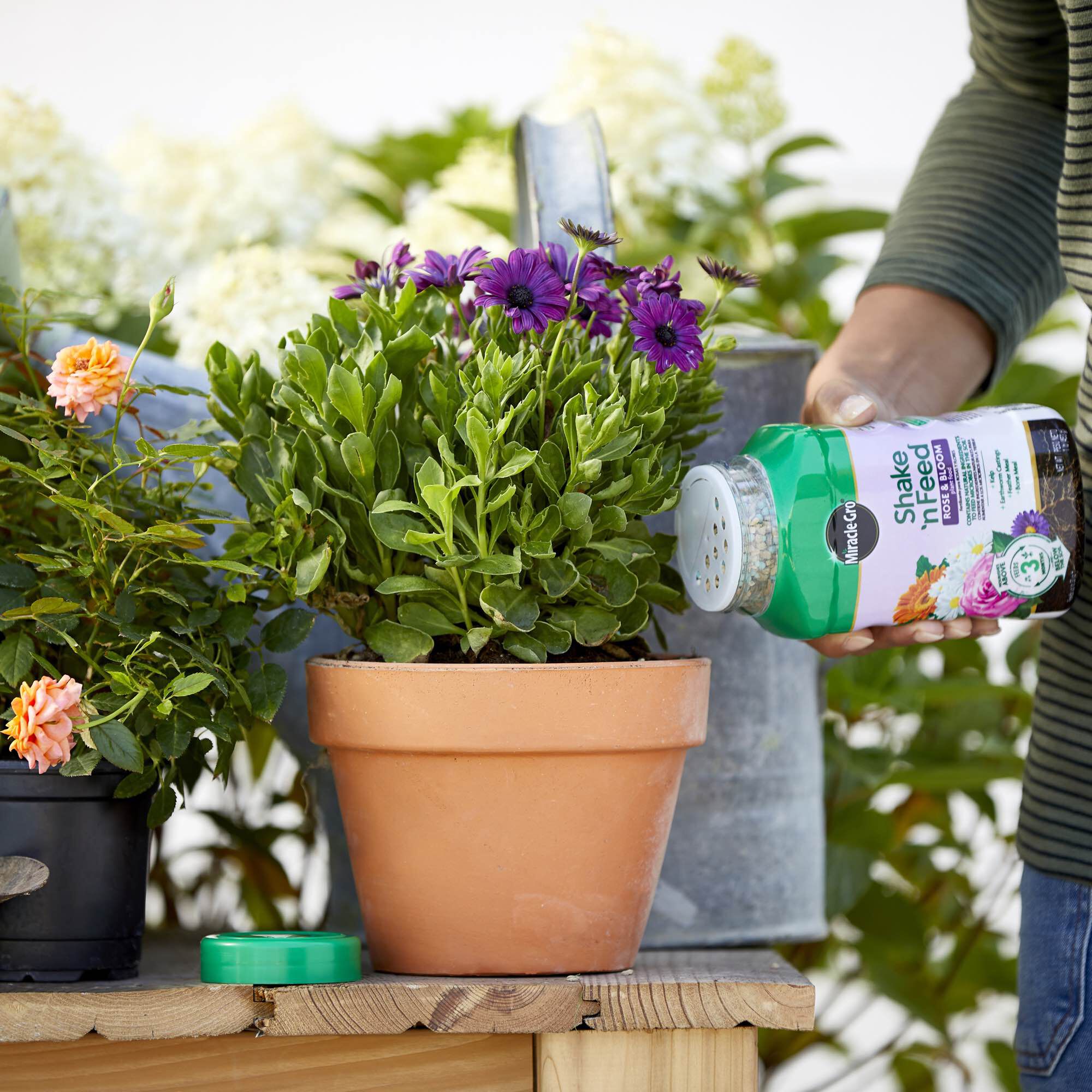 Miracle gro shake shop and feed