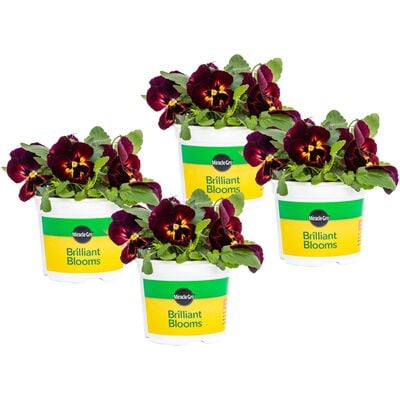 Miracle-Gro® Brilliant Blooms™ Sangria Pansy