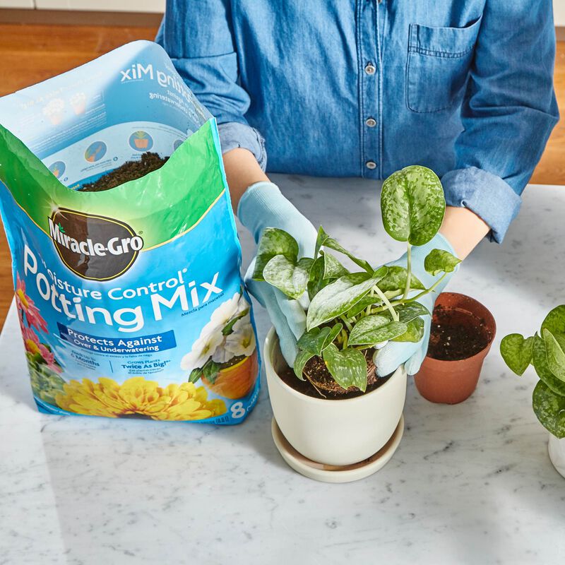 Miracle-Gro Moisture Control Potting Mix and Miracle-Gro Water