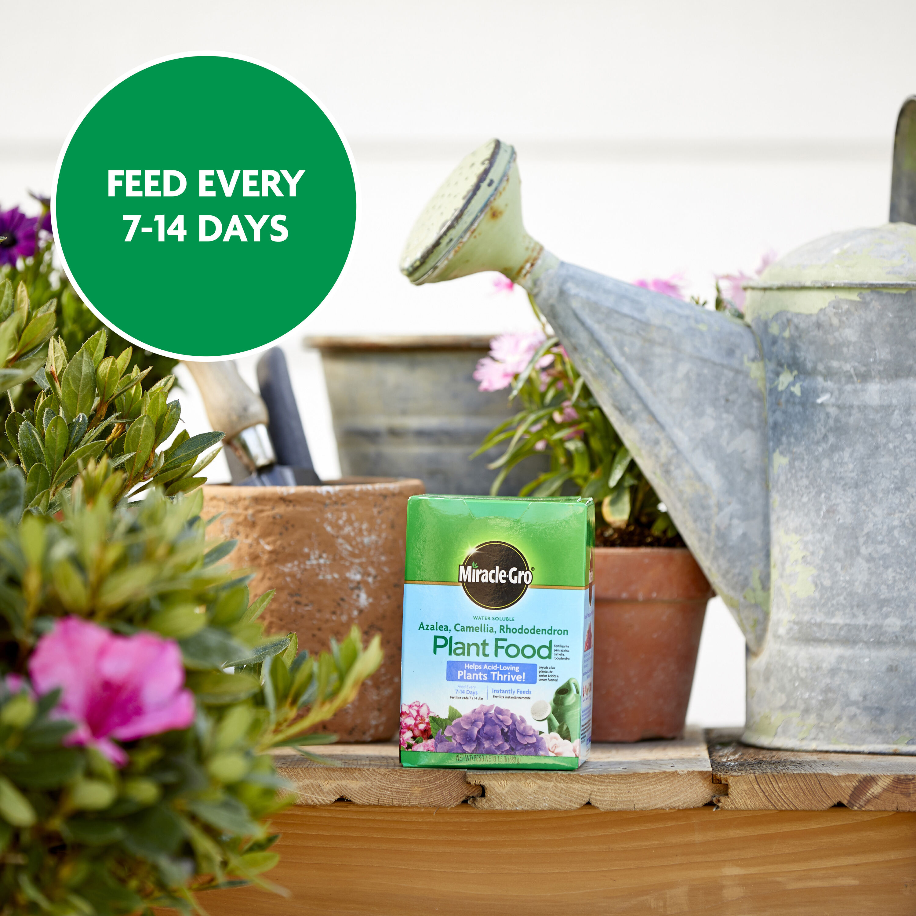 Miracle-Gro Water Soluble Azalea, Camellia, Rhododendron Plant