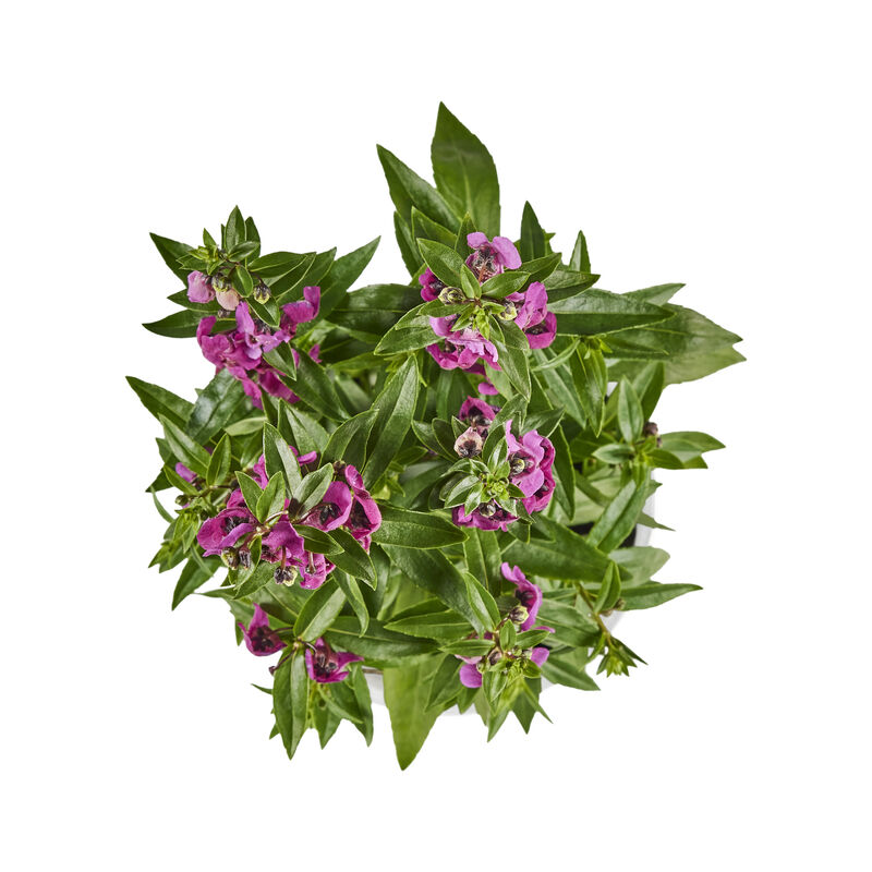 Miracle-Gro® Brilliant Blooms™ Raspberry Angelonia image number null