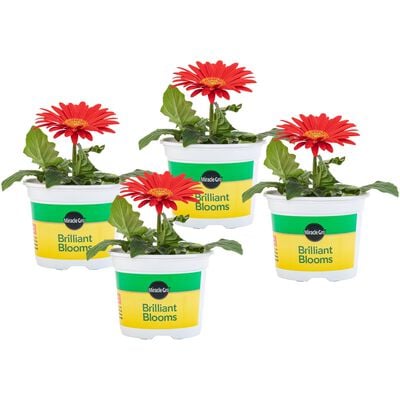Miracle-Gro® Brilliant Blooms™ Daisy Red Gerbera