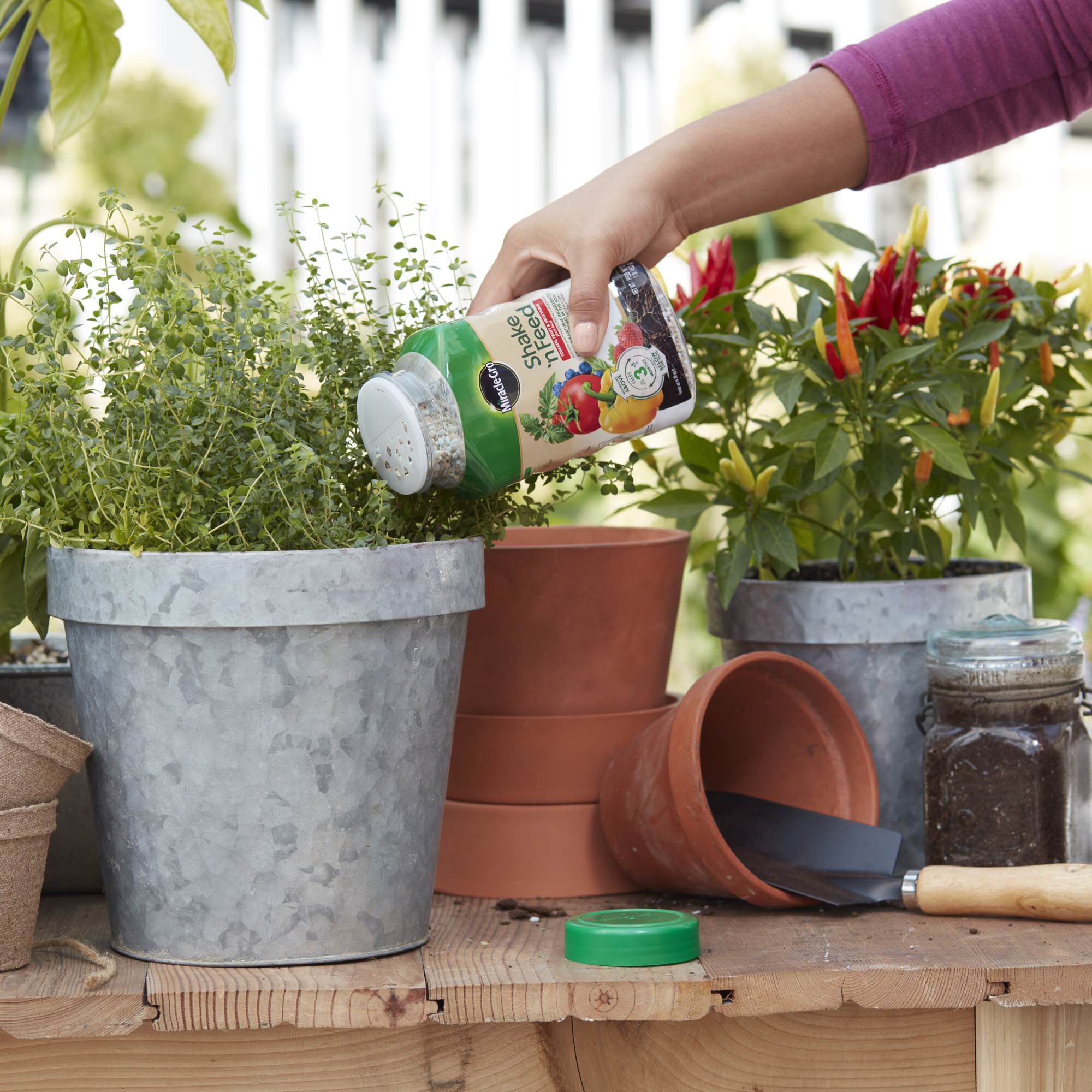 Miracle gro on sale shake and feed