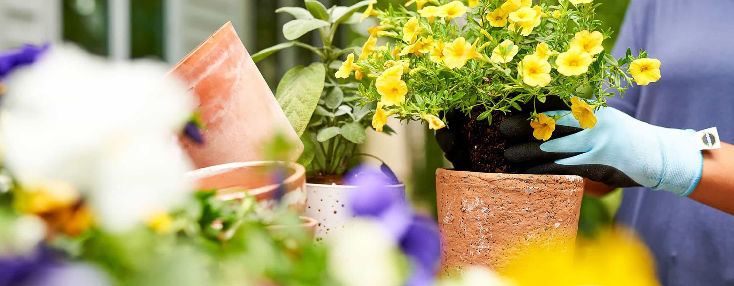 Cultiver des plantes de saison froide par temps chaud