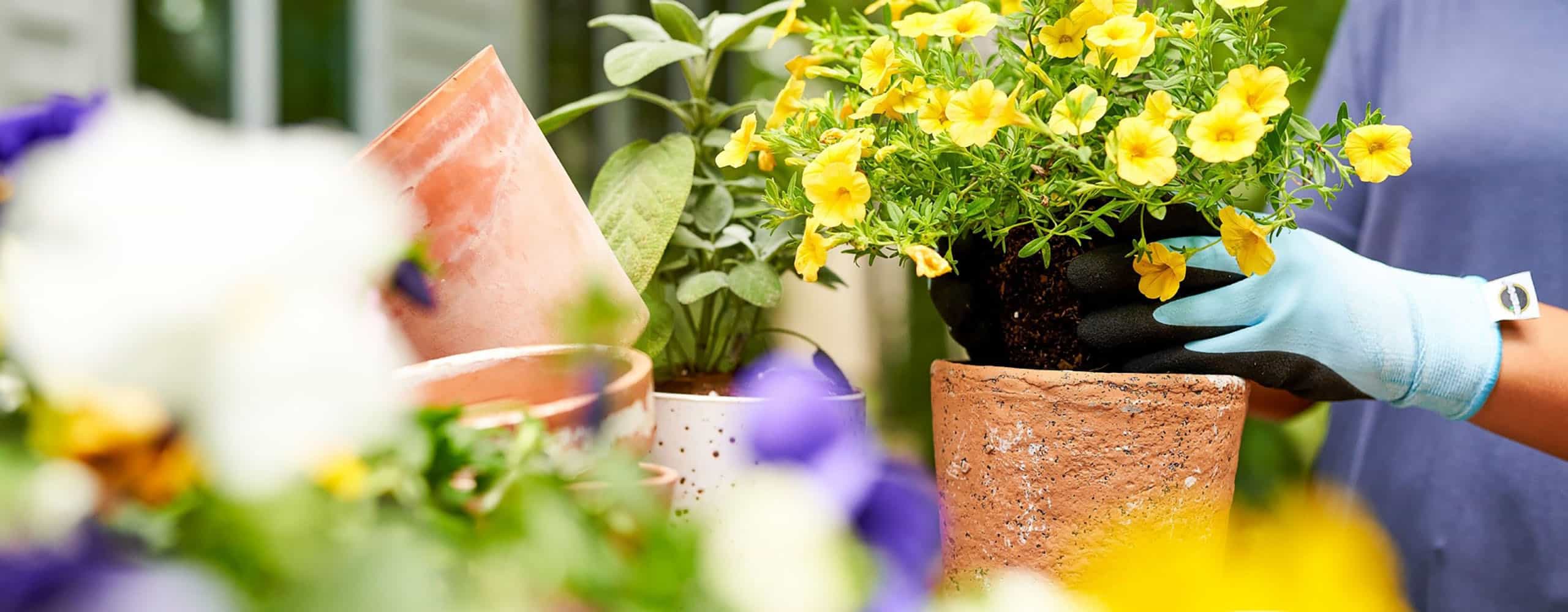 ASK MARTHA: Ask Martha Multiply Your Garden with Division